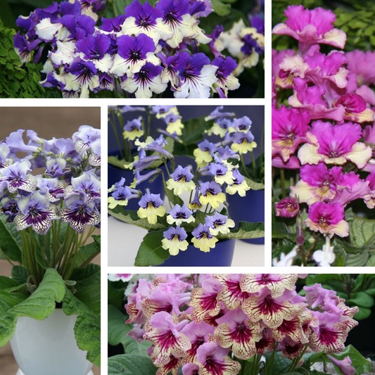 A Collection of Harlequin Streptocarpus