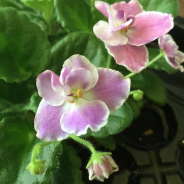 Saintpaulia Dibleys Berry Splashes
