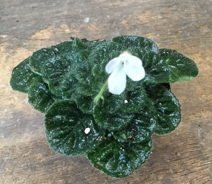 Petrocosmea Currant Bun