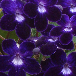 Streptocarpus Kim