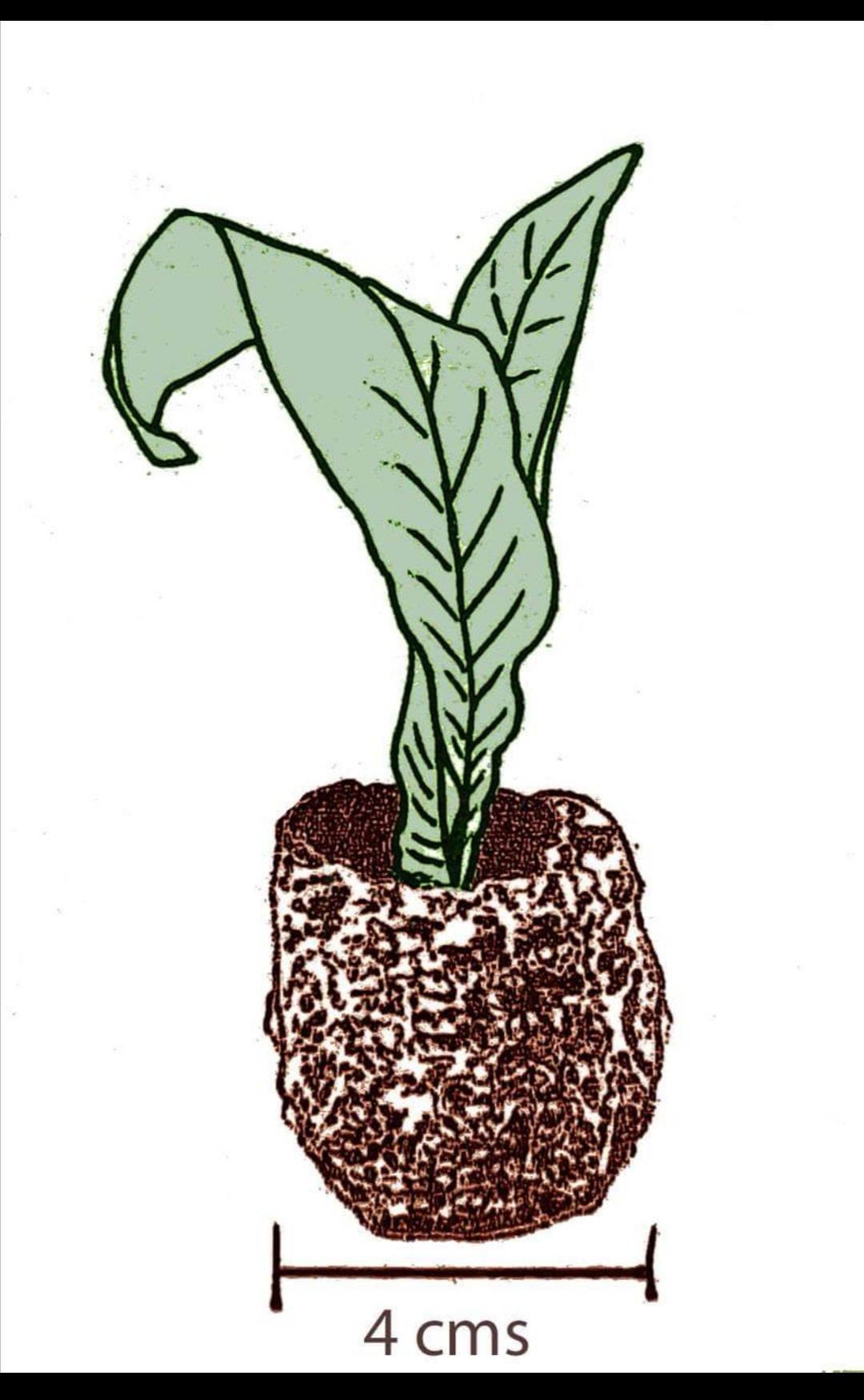 Streptocarpus Cappuccino