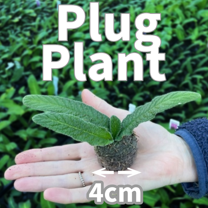 plugplant4_nLNg.png