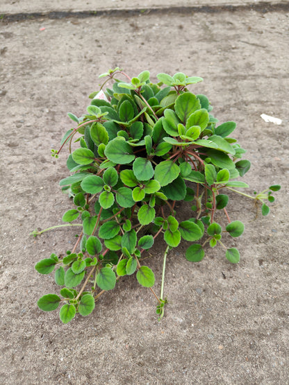 Alsobia dianthiflora