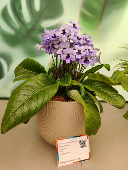 Streptocarpus Betty NEW 2025