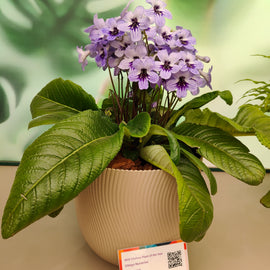Streptocarpus Betty NEW 2025