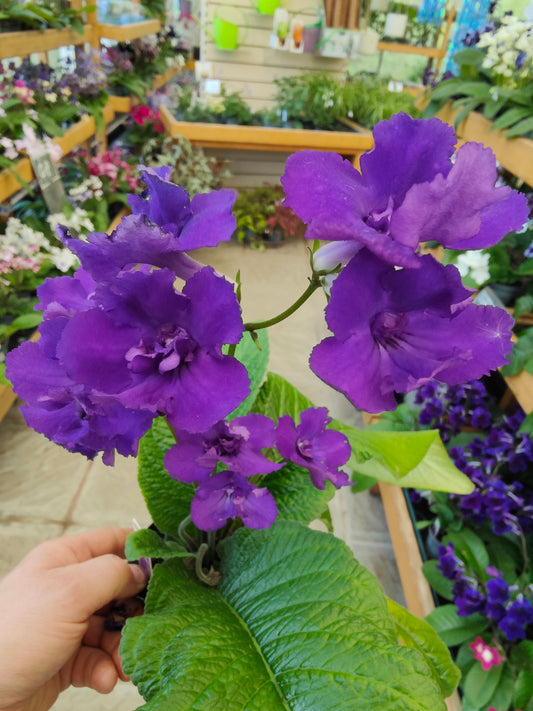 Streptocarpus Sally - Dibleys