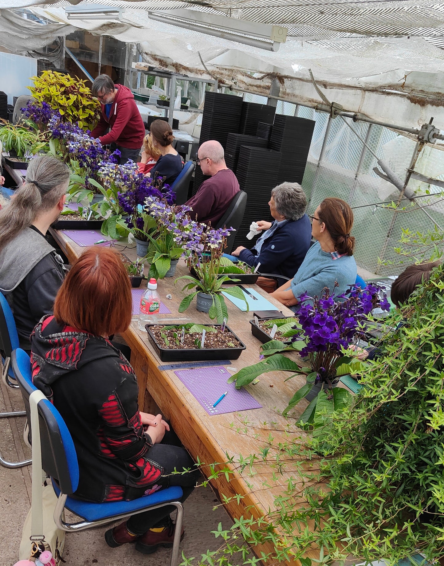 Workshop: Learn How to Propagate Streptocarpus, Begonias and other houseplants (sign up to find out when we run this again)