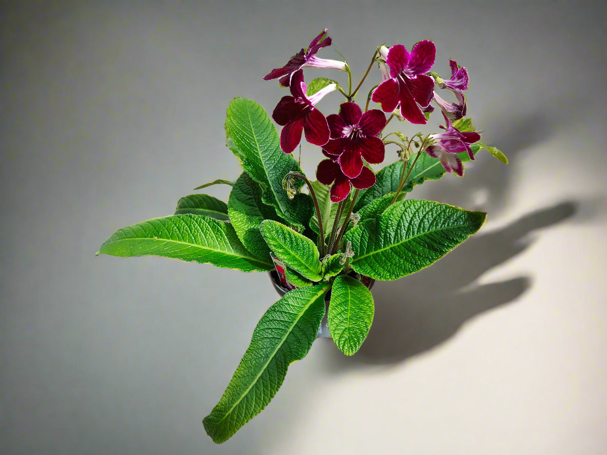 Streptocarpus Leah - Dibleys