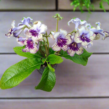 Streptocarpus Harlequin Lace