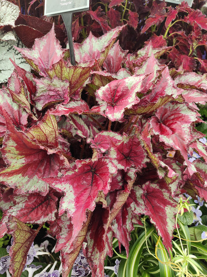 Begonia Sangria