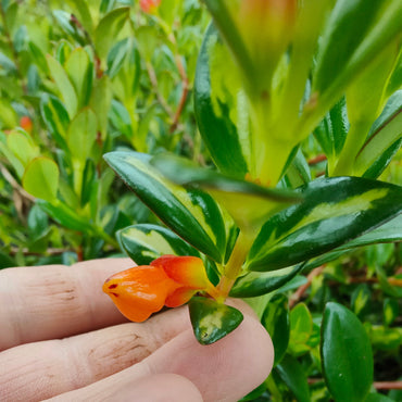 Nematanthus gregarius Variegata