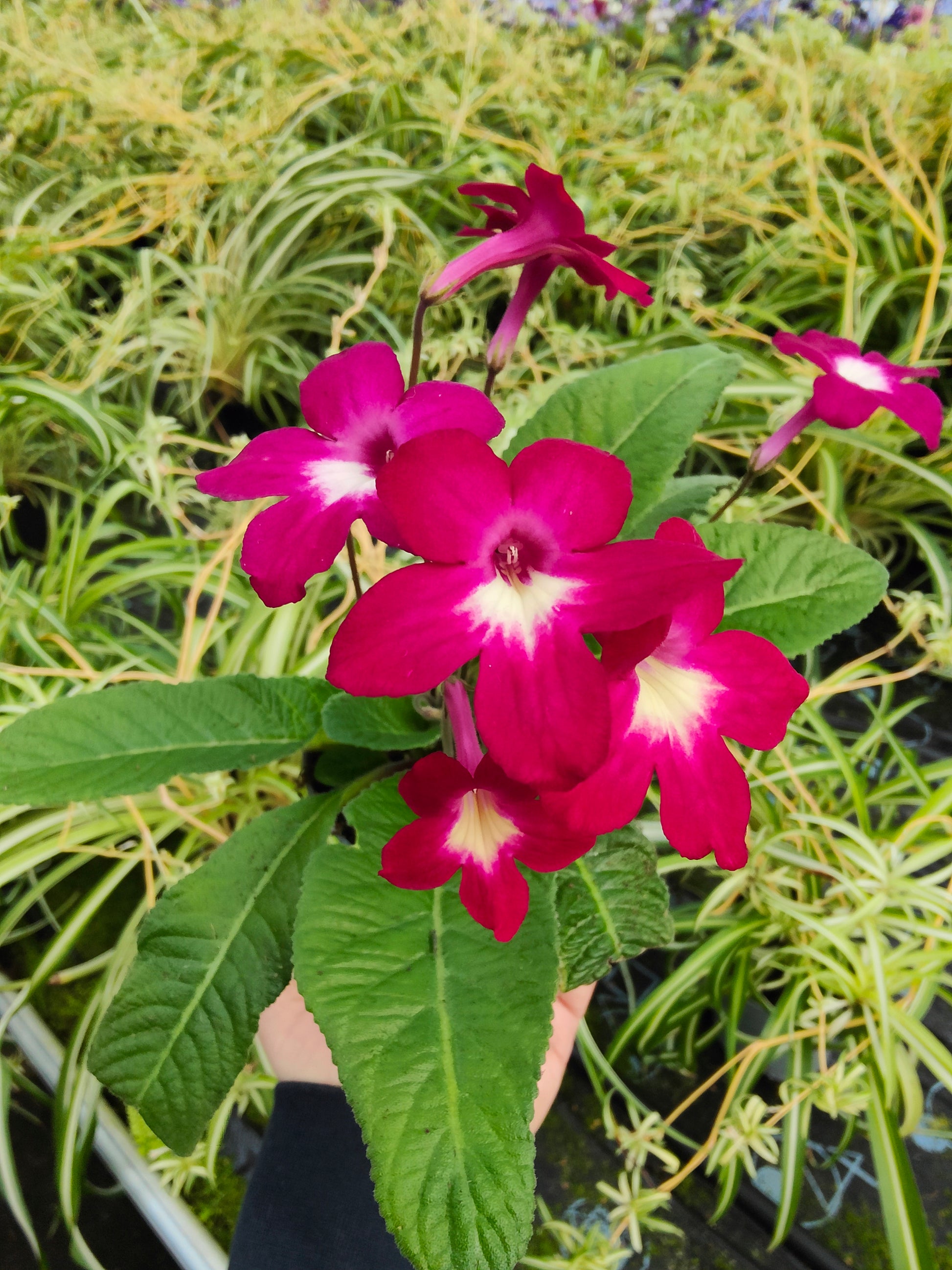 Streptocarpus Texas Hot Chili - Dibleys