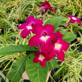 Streptocarpus Texas Hot Chili