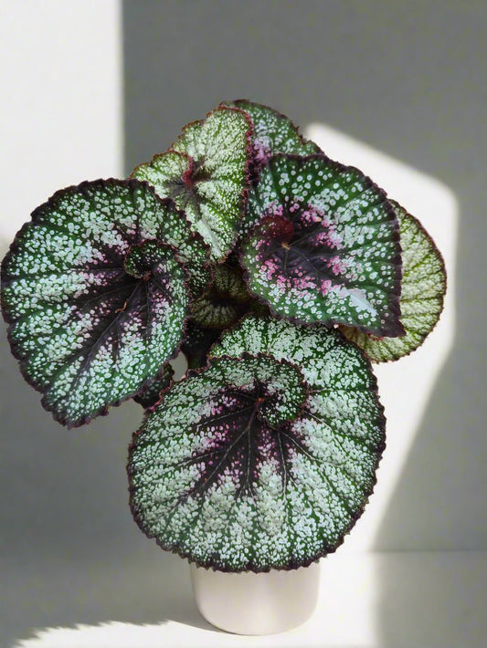 Begonia Rocheart