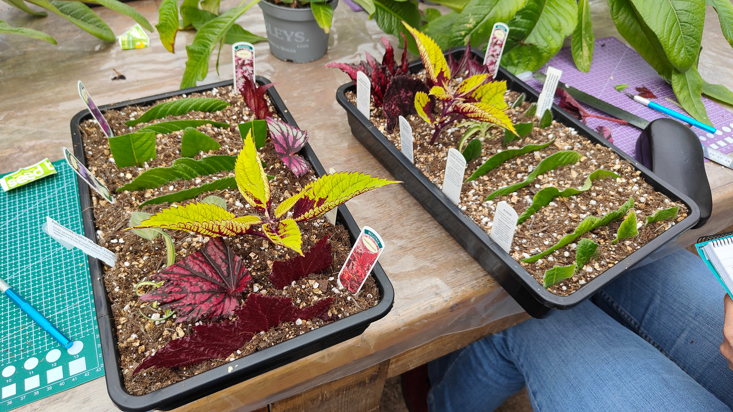 Workshop: Learn How to Propagate Streptocarpus, Begonias and other houseplants (sign up to find out when we run this again)
