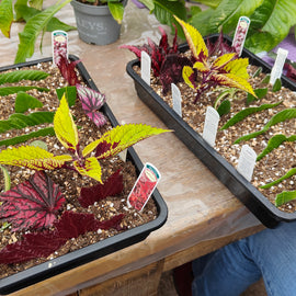 Workshop: Learn How to Propagate Streptocarpus, Begonias and other houseplants (sign up to find out when we run this again)