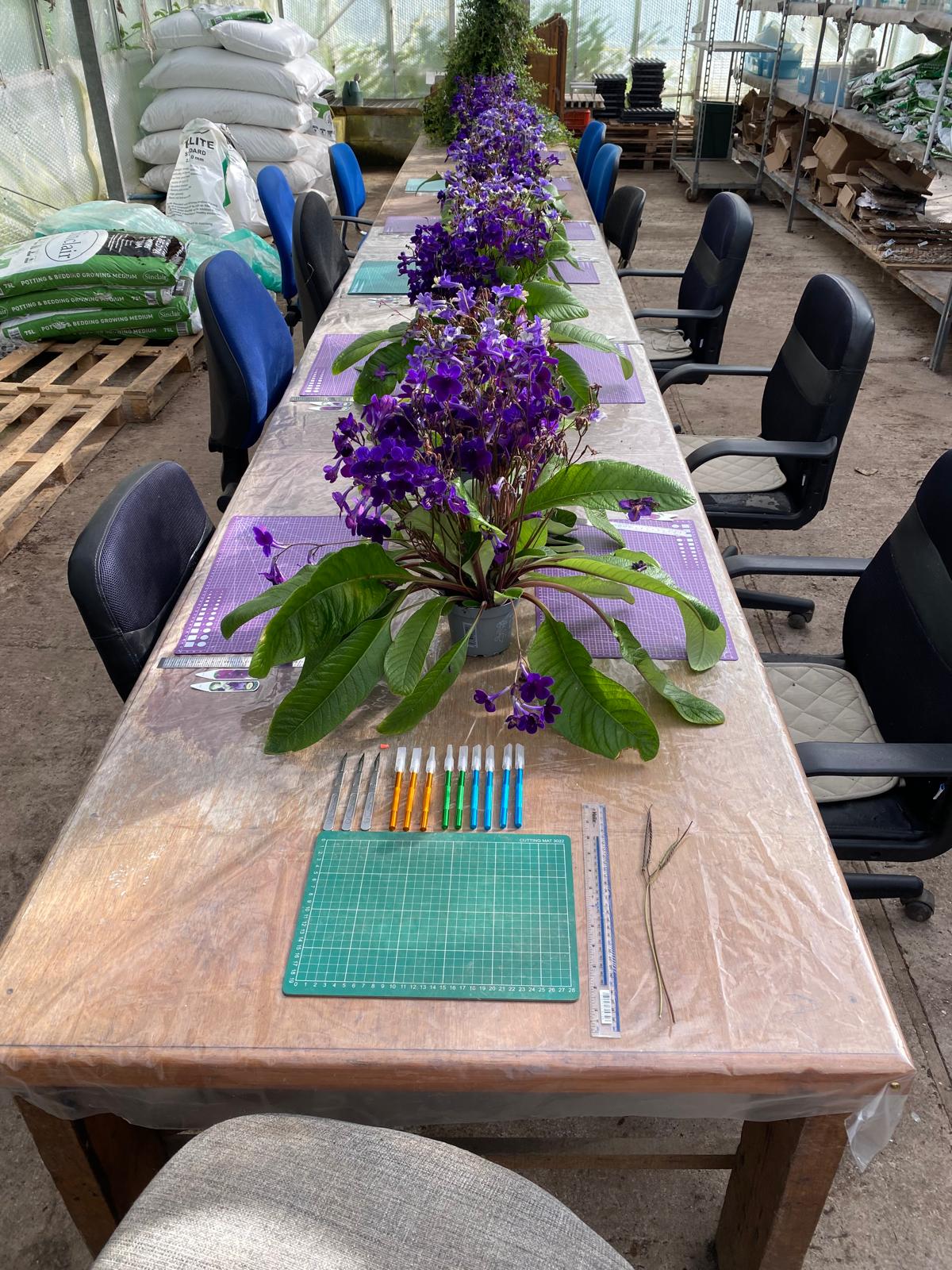 Workshop: Learn How to Propagate Streptocarpus, Begonias and other houseplants (sign up to find out when we run this again)