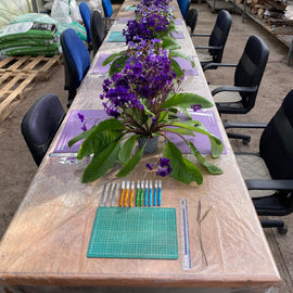 Workshop: Learn How to Propagate Streptocarpus, Begonias and other houseplants (sign up to find out when we run this again)