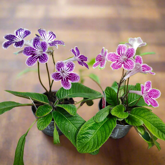 Polka-Dot Purple and Polka-Dot Pink