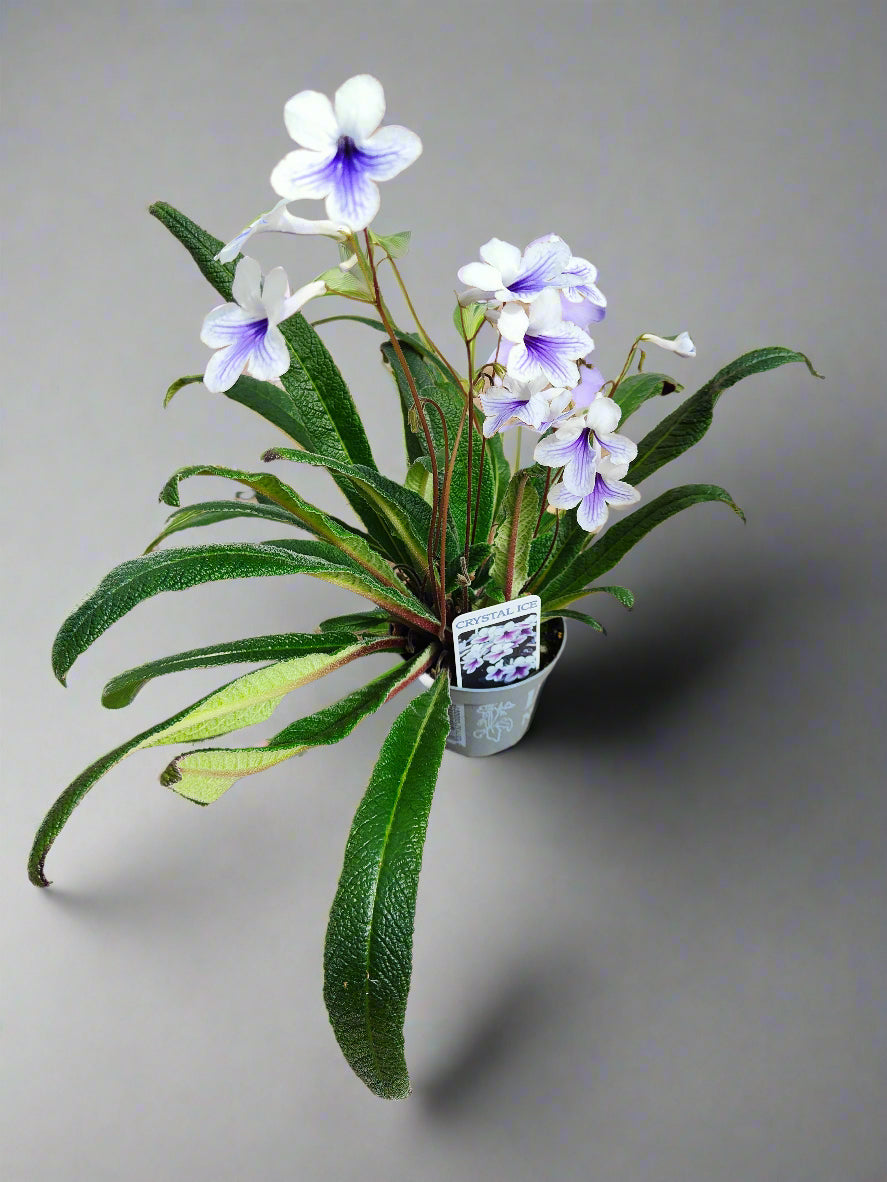 Streptocarpus Crystal Ice - Dibleys