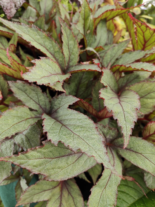 Begonia Pollux - Dibleys