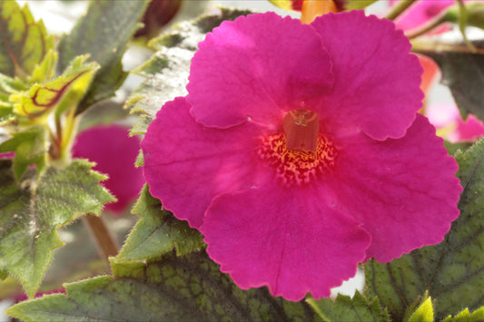 x Achimenantha Pisces