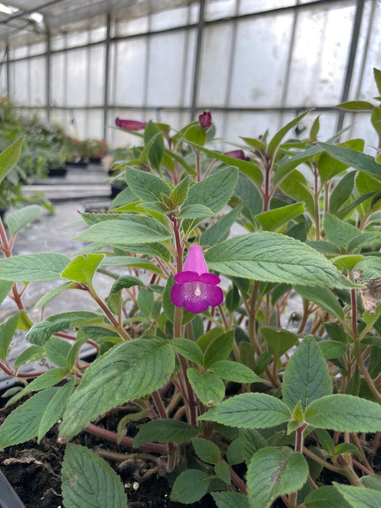 xAchimannia ‘Ohio’s Never Say Never’