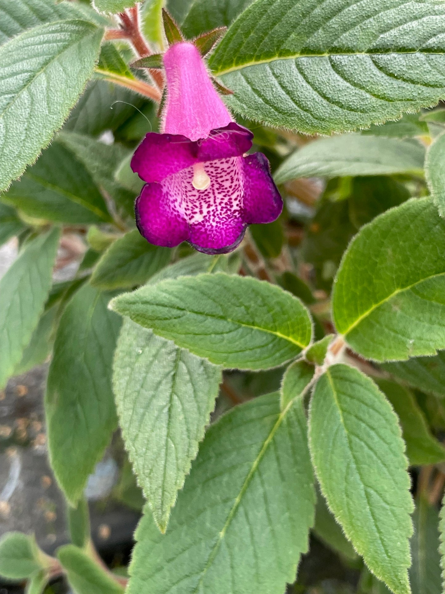 xAchimannia ‘Ohio’s Never Say Never’