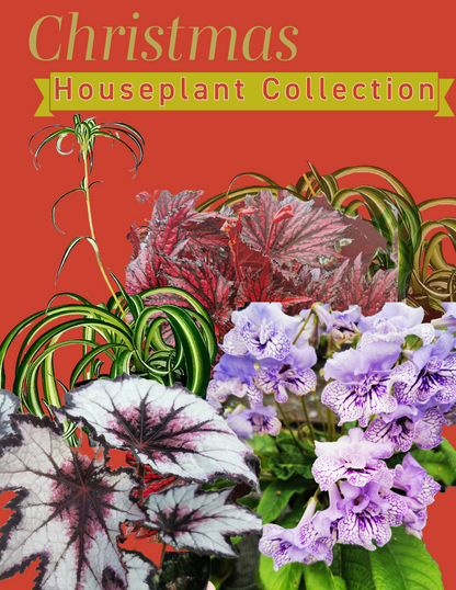 CHRISTMAS  HOUSEPLANTS - Four Plant Collection (A)