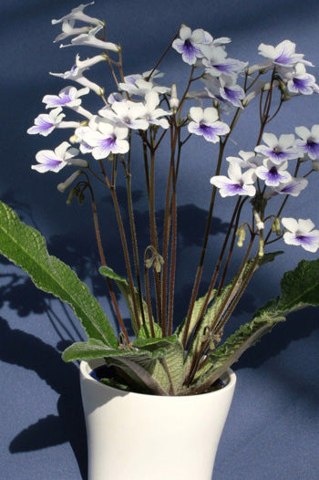 Streptocarpus Crystal Ice - Dibleys