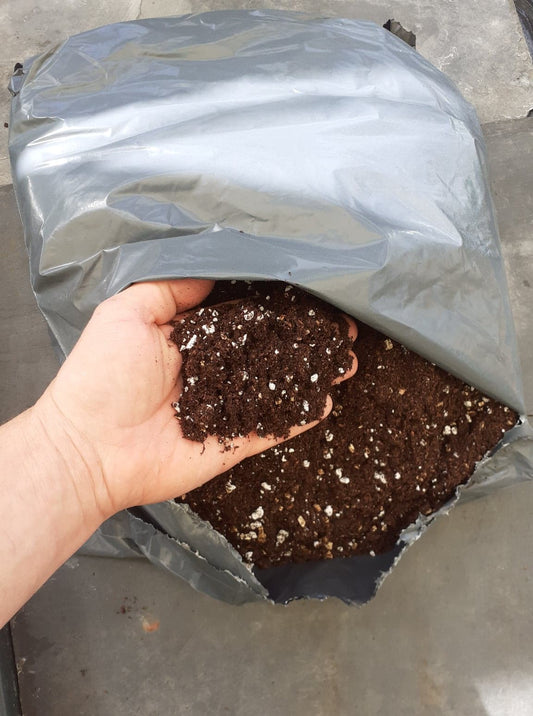 Compost for Saintpaulia - Dibleys