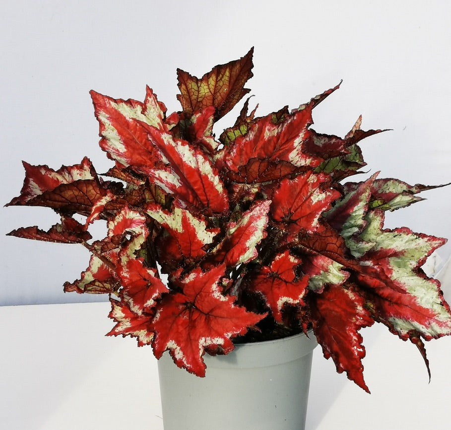 Begonia Sangria