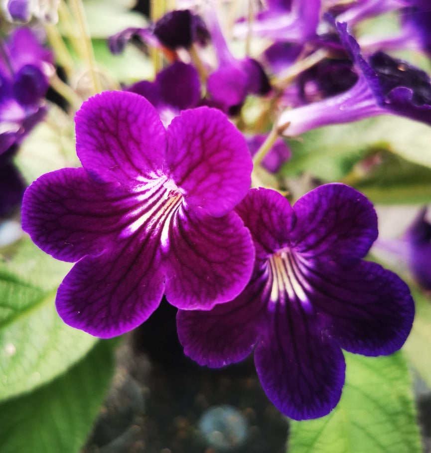 Streptocarpus Pippa