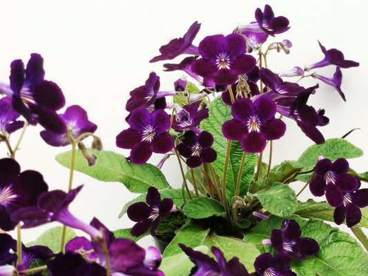 Streptocarpus Pippa NEW 2023