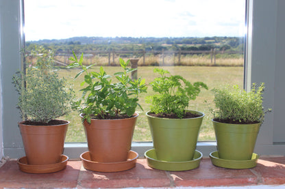 Bamboo Pots & Saucers - compostable