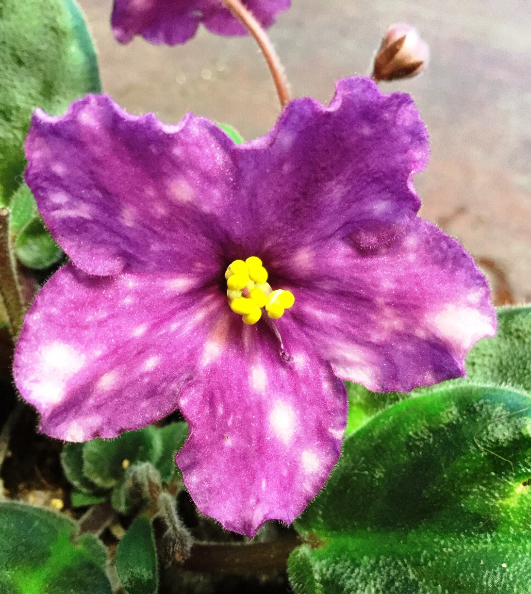 Saintpaulia AE-Lucifer