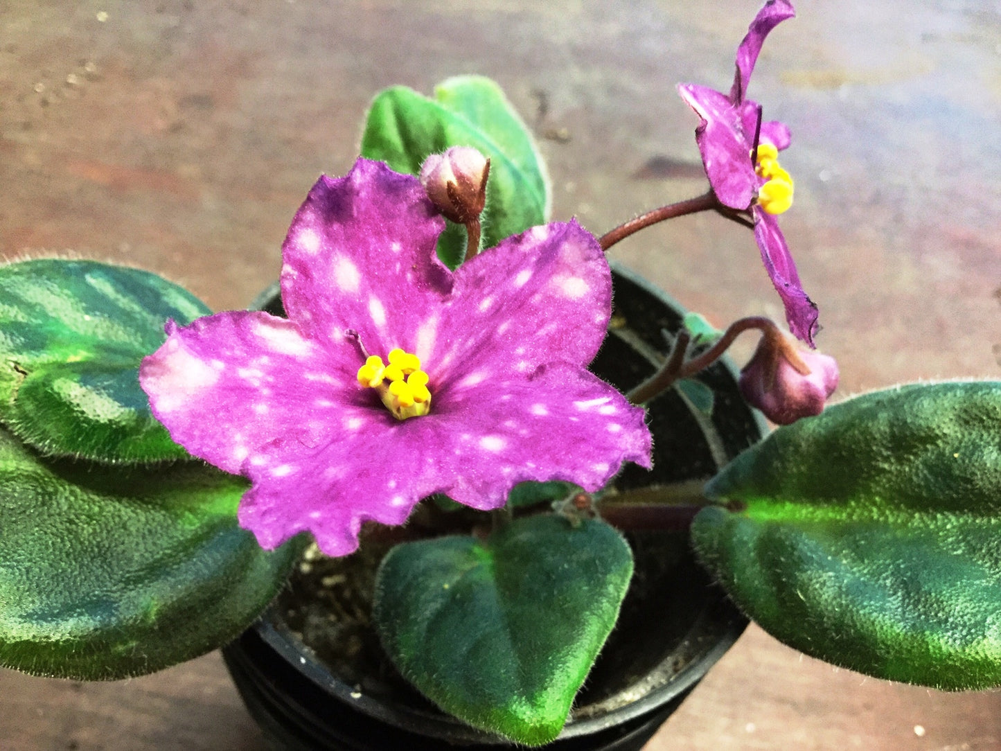 Saintpaulia AE-Lucifer