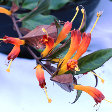 Aeschynanthus Black Pagoda
