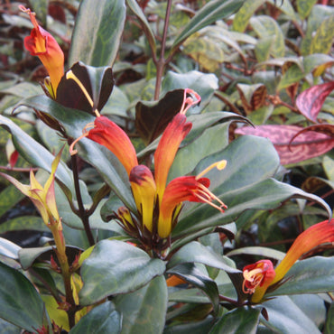 Aeschynanthus Black Pagoda