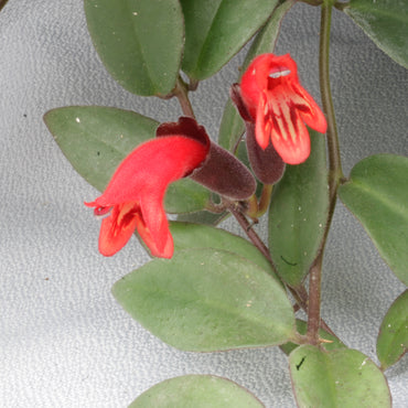 Aeschynanthus Firewheel