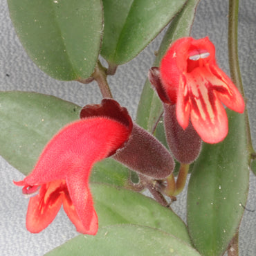 Aeschynanthus Firewheel