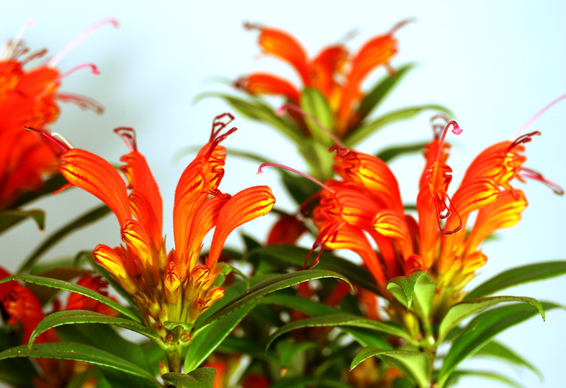 Aeschynanthus Hot Flash - Dibleys