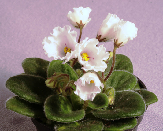 Alan's White Feather - Dibleys