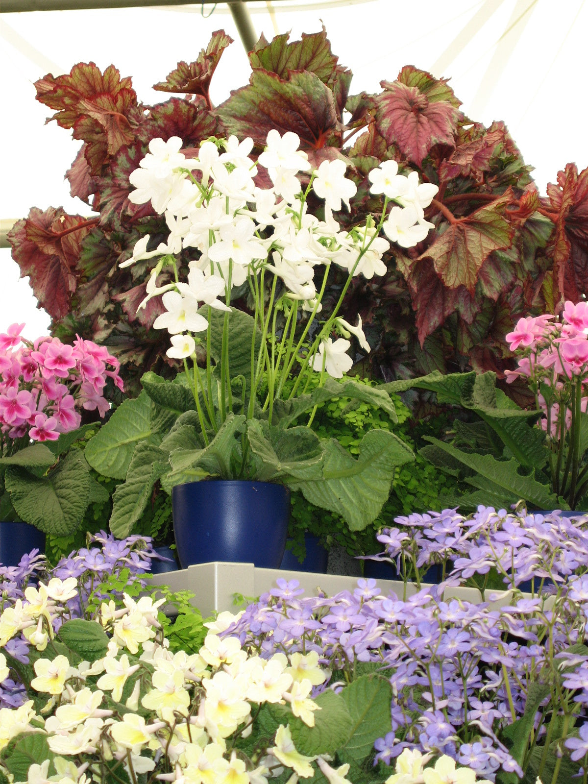 Streptocarpus Albatross - Dibleys