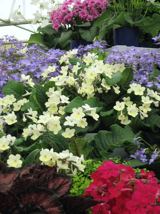 Streptocarpus Alissa - Dibleys