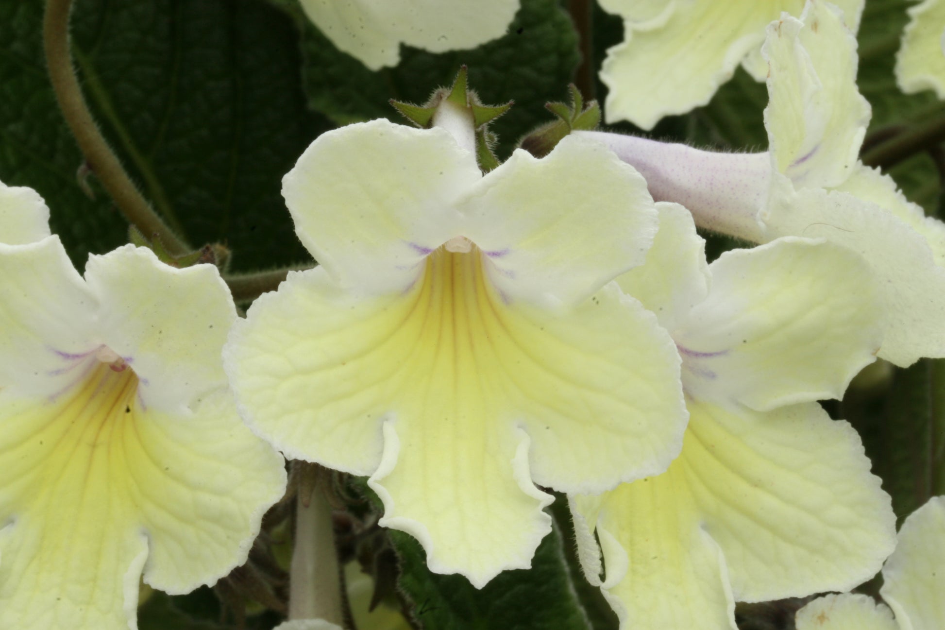 A Collection of Streptocarpus (our selection) - Dibleys