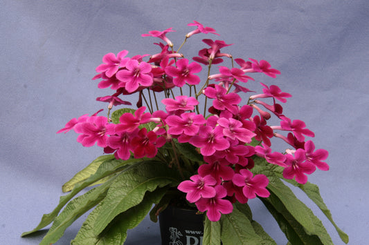 Streptocarpus Ambiente - Dibleys