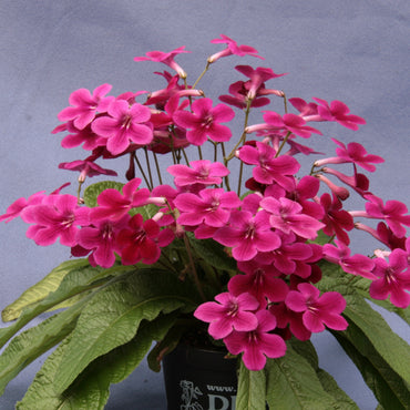 Streptocarpus Ambiente