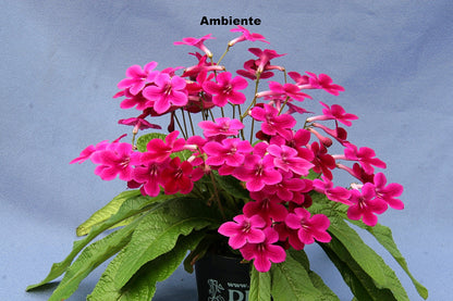 Streptocarpus Fleischle Collection A & B - Dibleys