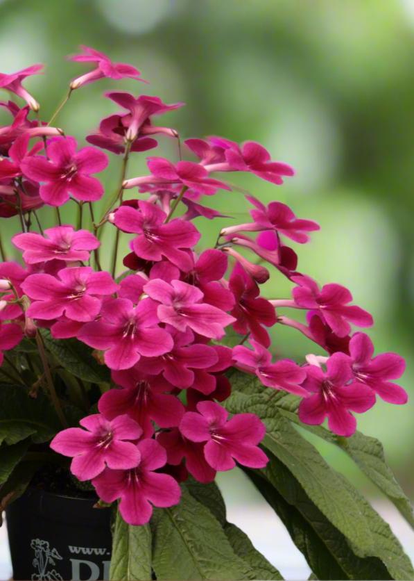 Streptocarpus Fleischle Collection A - Dibleys